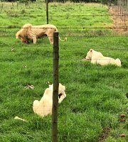 East London Lion Park