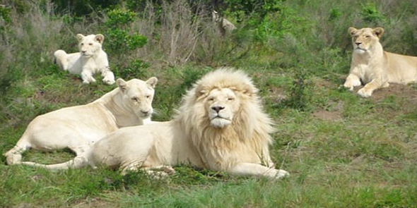 Inkwenkwezi Reserve South Africa